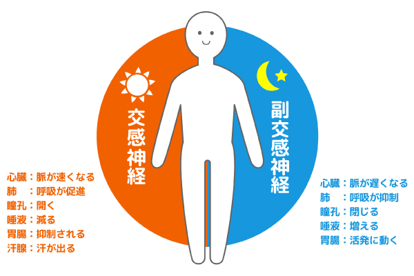 交感神経と副交感神経について