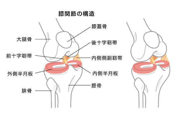 膝の構造